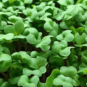 Broccoli Microgreens