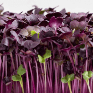 Purple Radish